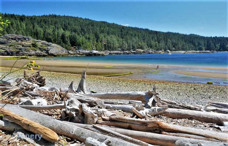 driftwood